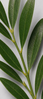 ORGANIC TEA TREE OIL